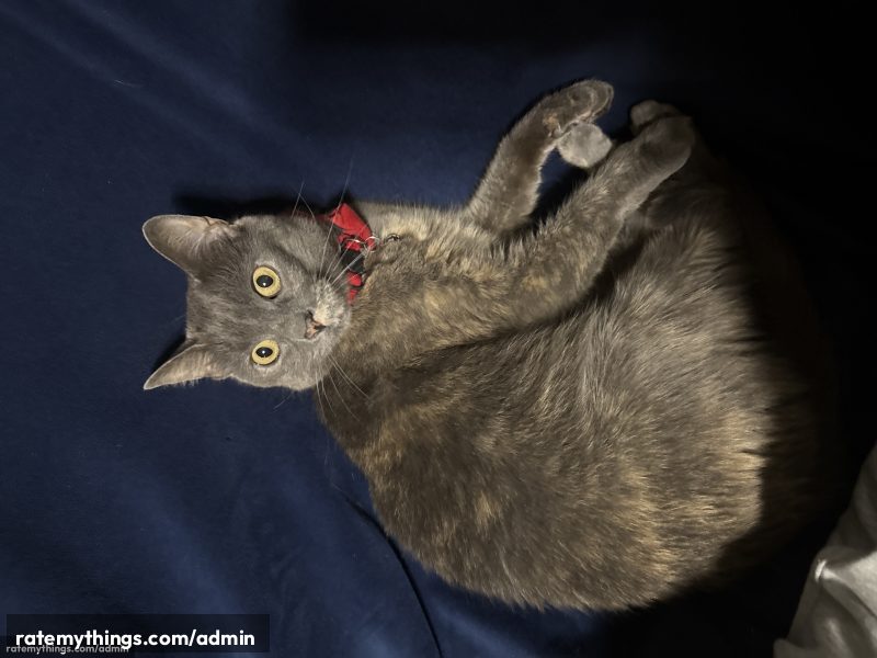 Charming Gray Beauty Shows Off Playful Side Beautifully