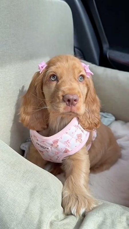 Cocker Spaniel Puppy Charms in Pink Coordinated Ensemble