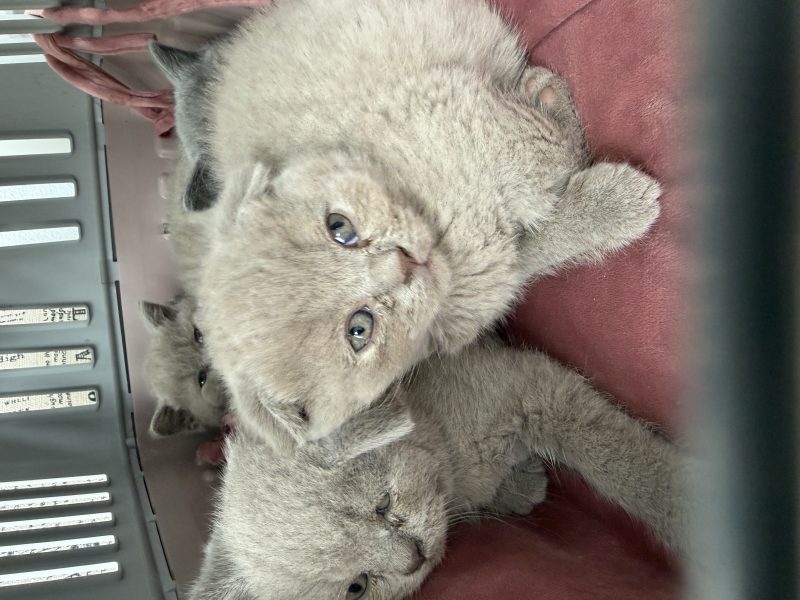 Three Fluffy Kittens Create Adorable Stacked Composition