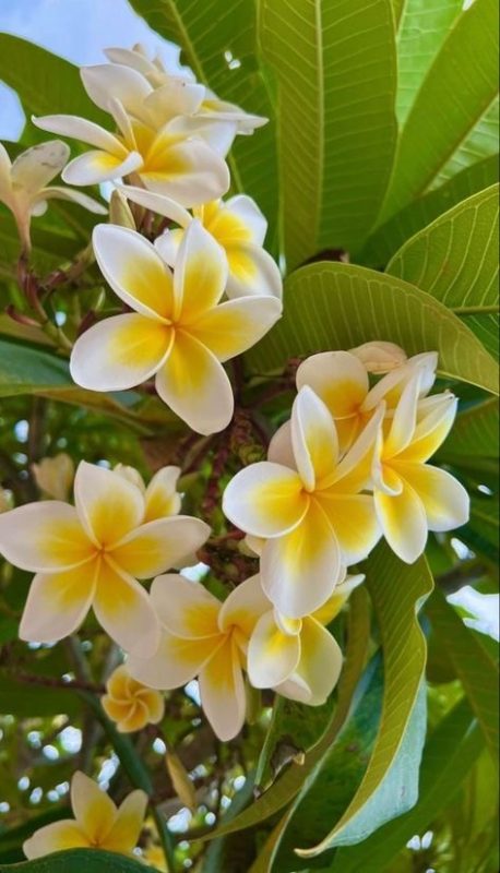 Radiant Plumeria Blooms Steal the Show with Flawless Form