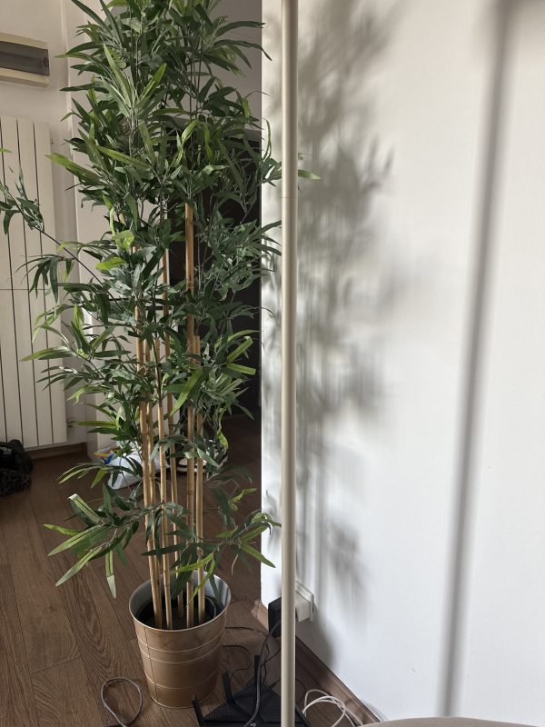 Plant dominates frame but workspace itself is absent